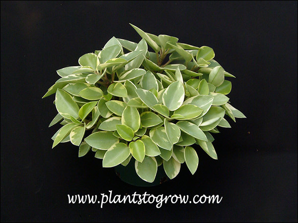 Variegated Pixie Peperomia has lighter green leaves.